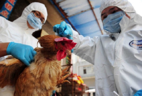 В Китае рост случаев заражения птичьим гриппом H7N9